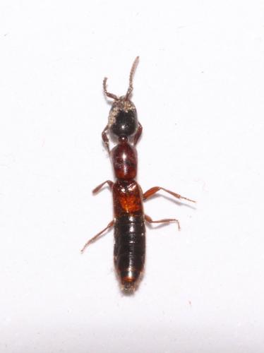 Réf. 215 777 : Xantholinus sp.